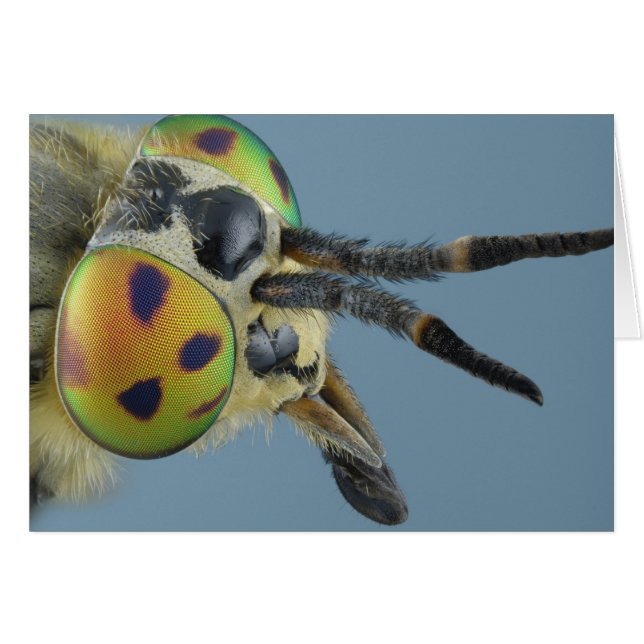 Hoofd van de hertenvlieg (Voorkant Horizontaal)