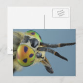 Hoofd van de hertenvlieg briefkaart (Voorkant / Achterkant)