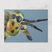 Hoofd van de hertenvlieg briefkaart (Voorkant)