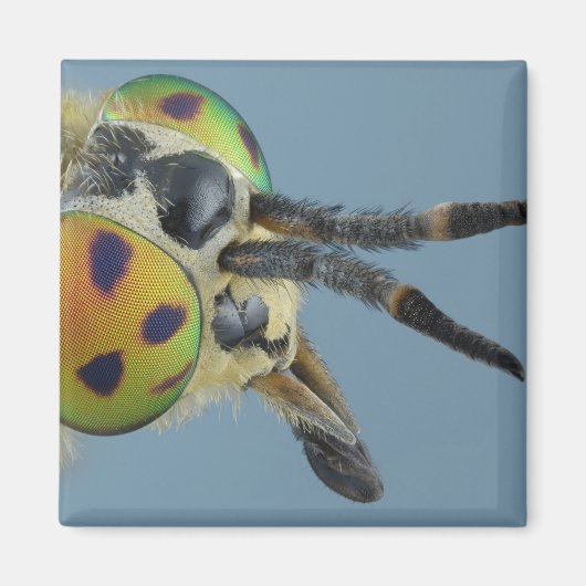 Hoofd van de hertenvlieg magneet (Voorkant)