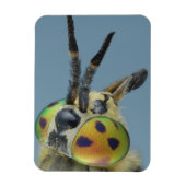 Hoofd van de hertenvlieg magneet (Verticaal)