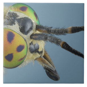 Hoofd van de hertenvlieg tegeltje