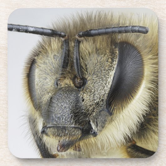 Hoofd van de honingbij bier onderzetter (Voorkant)