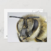 Hoofd van de honingbij briefkaart (Voorkant / Achterkant)