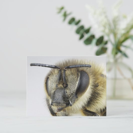 Hoofd van de honingbij briefkaart (Staand voorkant)