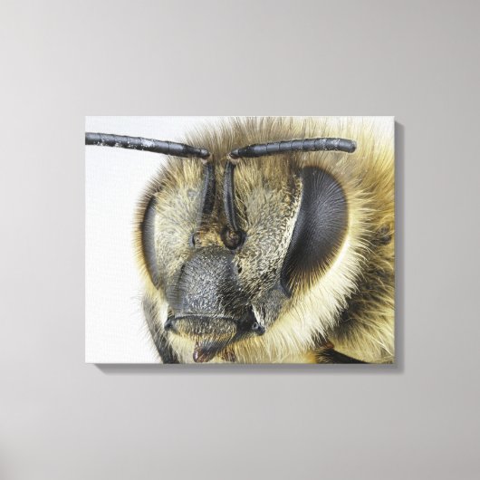 Hoofd van de honingbij canvas afdruk (Voorkant)
