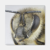 Hoofd van de honingbij magneet (Voorkant)