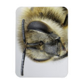 Hoofd van de honingbij magneet (Verticaal)