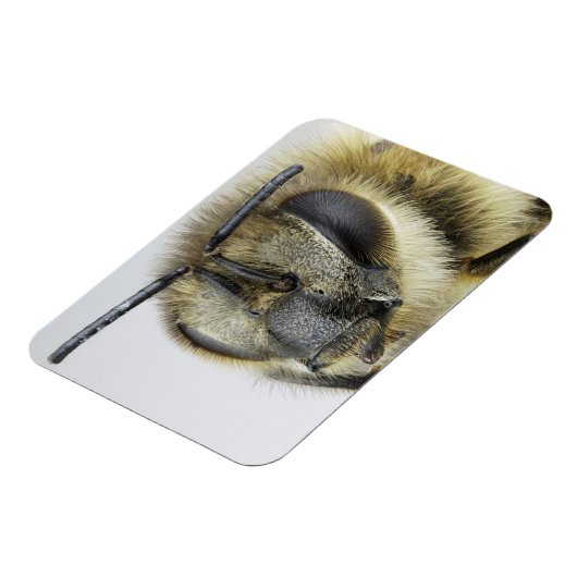 Hoofd van de honingbij magneet (Linkerzijde)