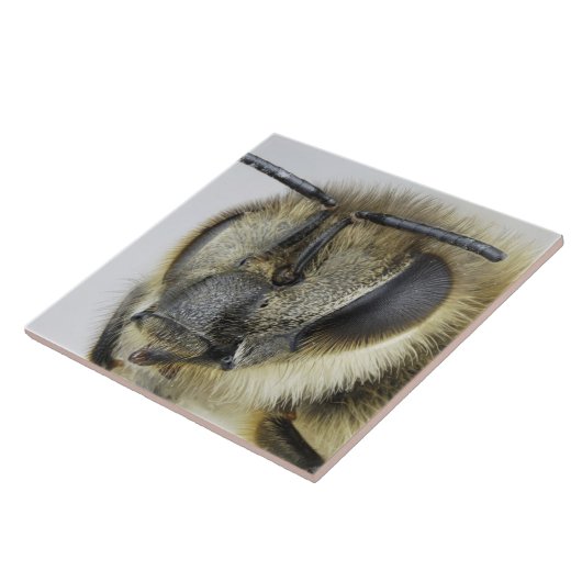 Hoofd van de honingbij tegeltje (Zijkant)