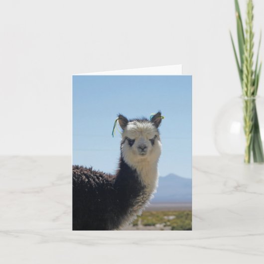 Hoofd van de Lama van de alpaca het Zwart-witte Kaart (Voorkant)