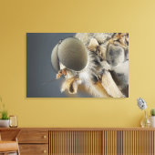 Hoofd van de Snipe Fly Canvas Afdruk (Insitu (Woonkamer))