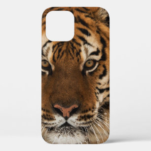 Hoofd van de tijger van Siberië Case-Mate iPhone Case