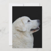 Hoofd van de verbluffende Poolse Tatra herdershond Bedankkaart (Voorkant)