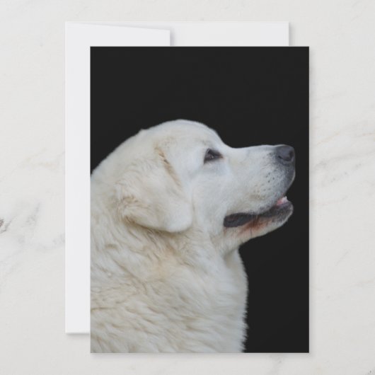 Hoofd van de verbluffende Poolse Tatra herdershond Bedankkaart (Voorkant)