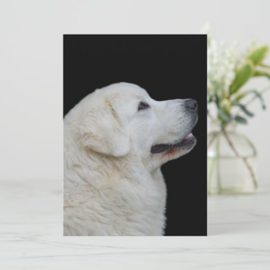 Hoofd van de verbluffende Poolse Tatra herdershond Bedankkaart (Staand voorkant)