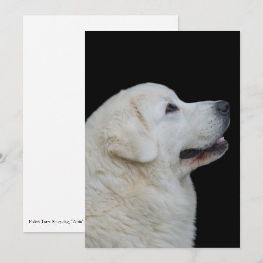 Hoofd van de verbluffende Poolse Tatra herdershond Bedankkaart (Voorkant / Achterkant)