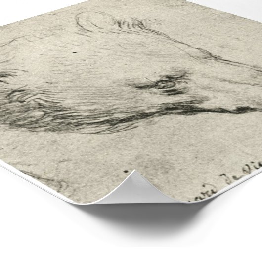 Hoofd van een Beer, Leonardo Da Vinci Poster (Hoek)