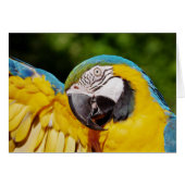 Hoofd van een Blauwe en Gele Macaw (Voorkant Horizontaal)