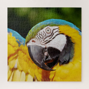 Hoofd van een Blauwe en Gele Macaw Legpuzzel