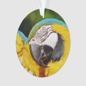 Hoofd van een Blauwe en Gele Macaw Ornament (voorkant)
