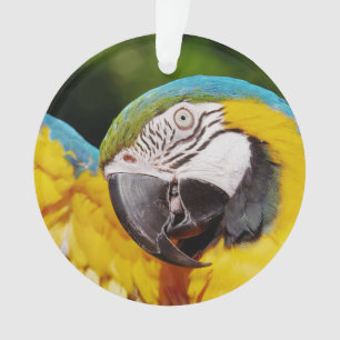 Hoofd van een Blauwe en Gele Macaw Ornament