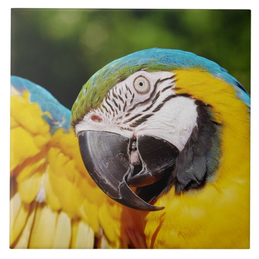 Hoofd van een Blauwe en Gele Macaw Tegeltje (Voorkant)