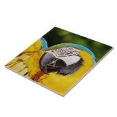 Hoofd van een Blauwe en Gele Macaw Tegeltje (Zijkant)