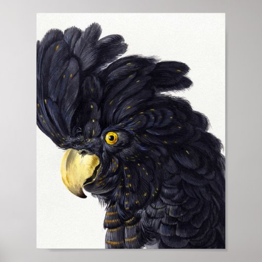 Hoofd van een Cockato door Aert Schouman Poster (Voorkant)