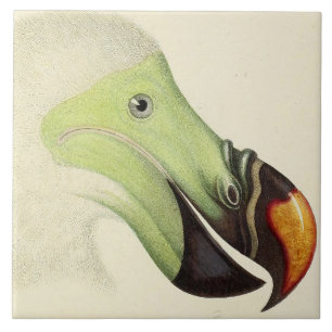 hoofd van een dodo tegeltje