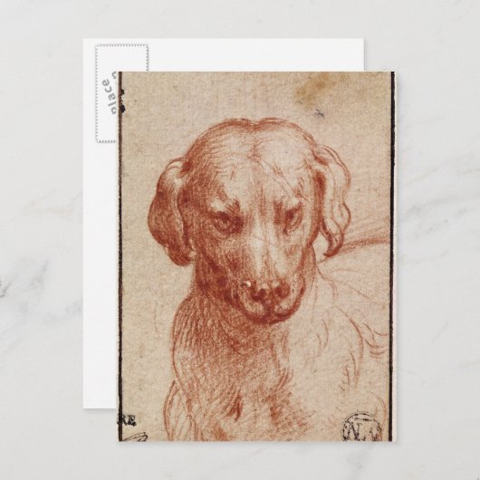 Hoofd van een hond briefkaart (Voorkant / Achterkant)