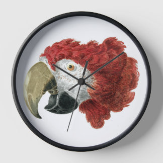 Hoofd van een Macaw (1725-1792) Aert Schouman