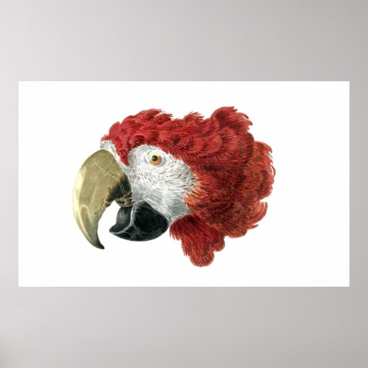 Hoofd van een Macaw (1725-1792) Aert Schouman Poster (Voorkant)