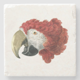 Hoofd van een Macaw (1725-1792) Aert Schouman Stenen Onderzetter