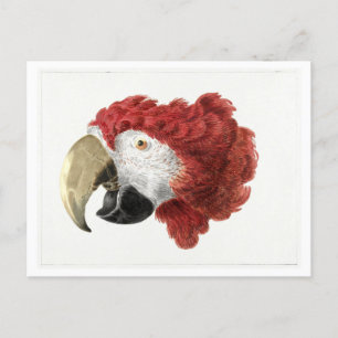 Hoofd van een Macaw Illustration Briefkaart