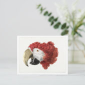 Hoofd van een Macaw Illustration  Briefkaart (Staand voorkant)