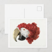 Hoofd van een Macaw Illustration  Briefkaart (Voorkant / Achterkant)