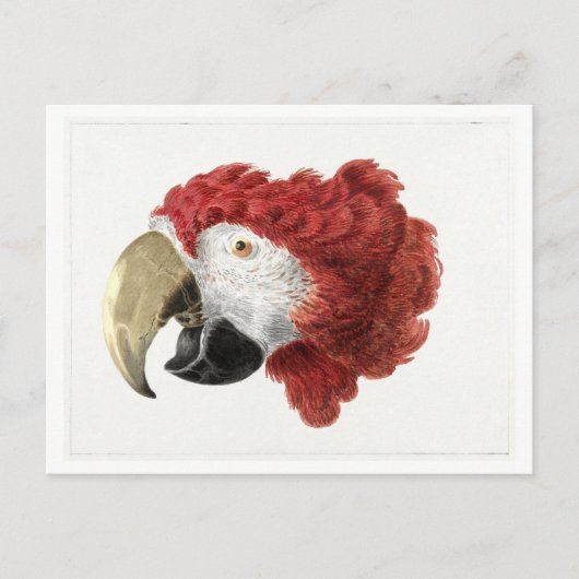 Hoofd van een Macaw Illustration  Briefkaart (Voorkant)