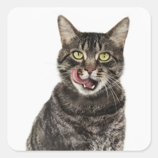 Hoofd van een mannelijk tafeltje, kattenlikkend vierkante sticker (Voorkant)