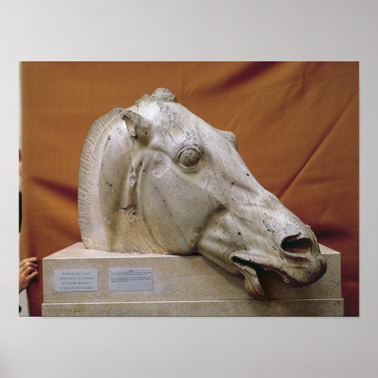 Hoofd van een paard van Selene Poster (Voorkant)