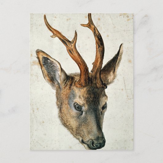 Hoofd van een Roe Deer Briefkaart (Voorkant)