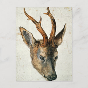 Hoofd van een Roe Deer Briefkaart