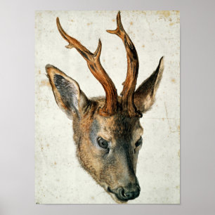 Hoofd van een Roe Deer Poster