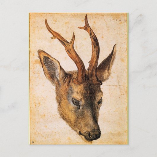 Hoofd van een Stag van Albrecht Durer Briefkaart (Voorkant)