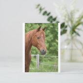 Hoofd van het bruine paard briefkaart (Staand voorkant)