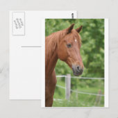Hoofd van het bruine paard briefkaart (Voorkant / Achterkant)