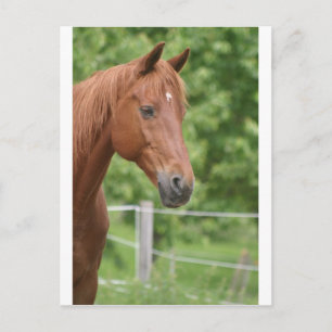 Hoofd van het bruine paard briefkaart