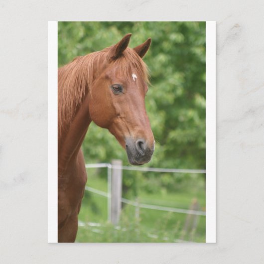 Hoofd van het bruine paard briefkaart (Voorkant)