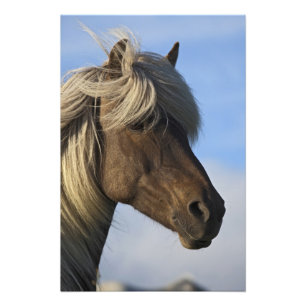 Hoofd van IJslands paard, IJsland Foto Afdruk