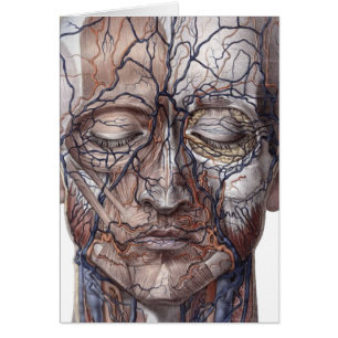 Hoofd Veinen en spieren